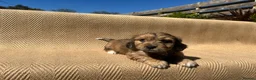 Mixed Breed dogs for sale: Havatoodle Pups - Advert 25