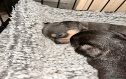 Chihuahua dogs for sale: Tiny chihuahua puppies  - Image 2