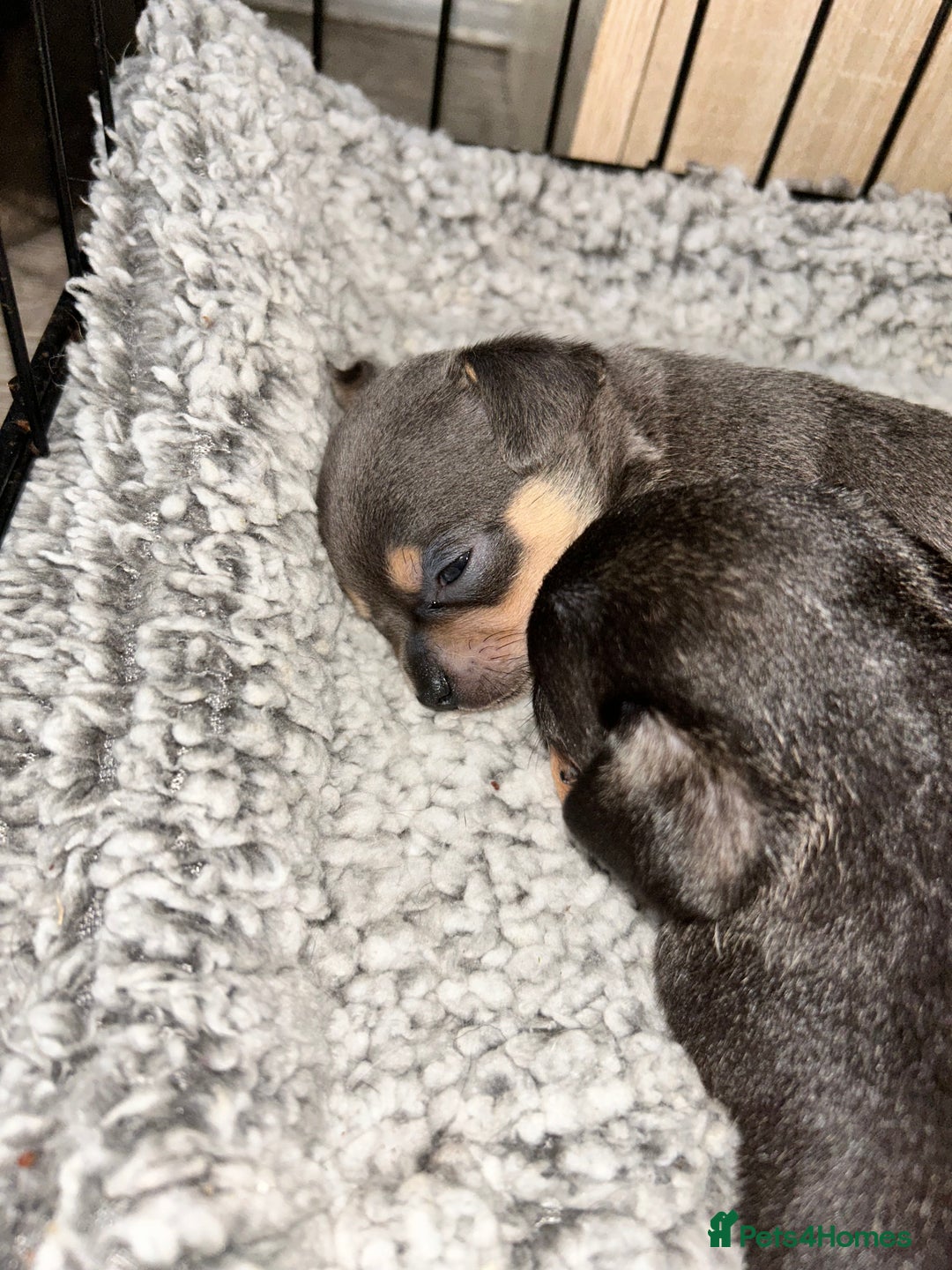 Chihuahua dogs for sale: Tiny chihuahua puppies  - Image 2
