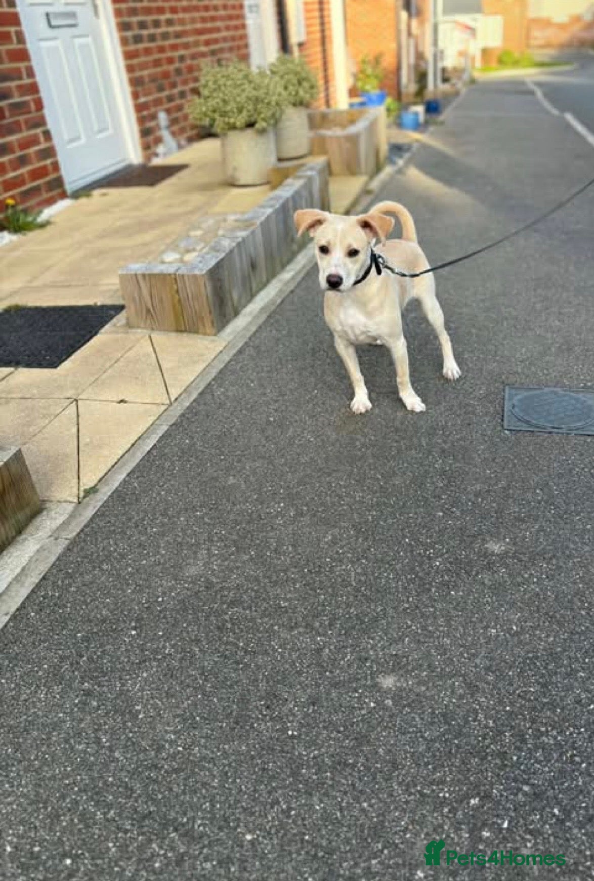 Mixed Breed dogs Jack Russel x west highland white terrier  - Advert 1
