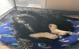 Mixed Breed dogs for sale: Lovely Cockapoo Huskie Cross Male Puppies - Image 2