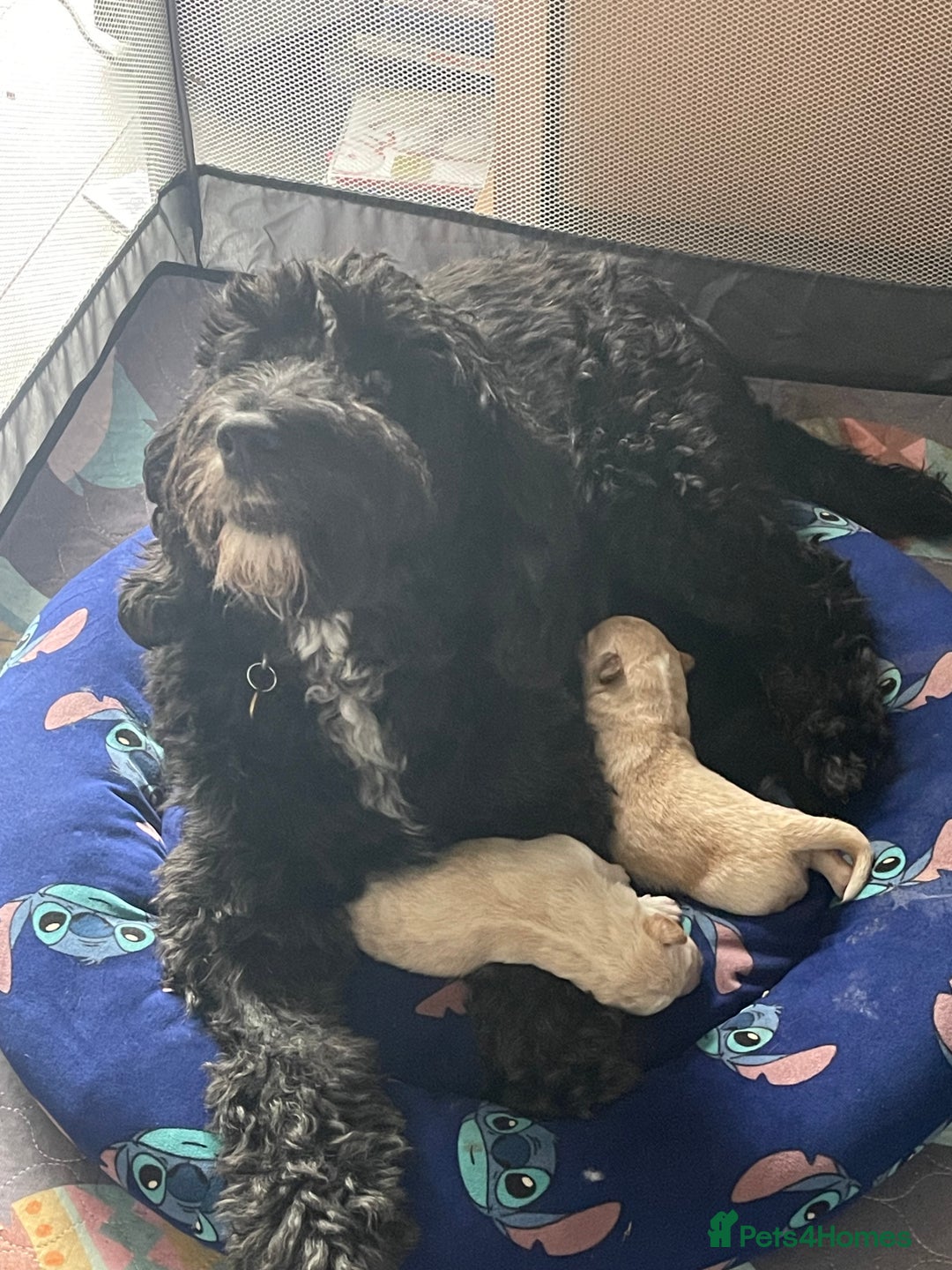 Mixed Breed dogs for sale: Lovely Cockapoo Huskie Cross Male Puppies - Image 2