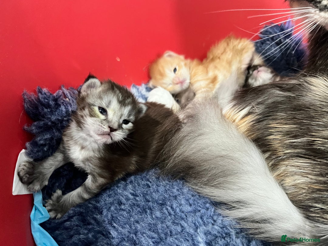 Maine Coon cats for sale: Polydactyl Maine Coon Kittens! - Advert 15