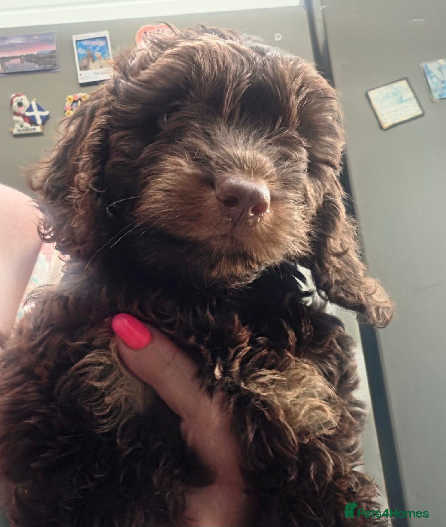 Cockapoo dogs Stunning F1 Cockapoo female  - Advert 2