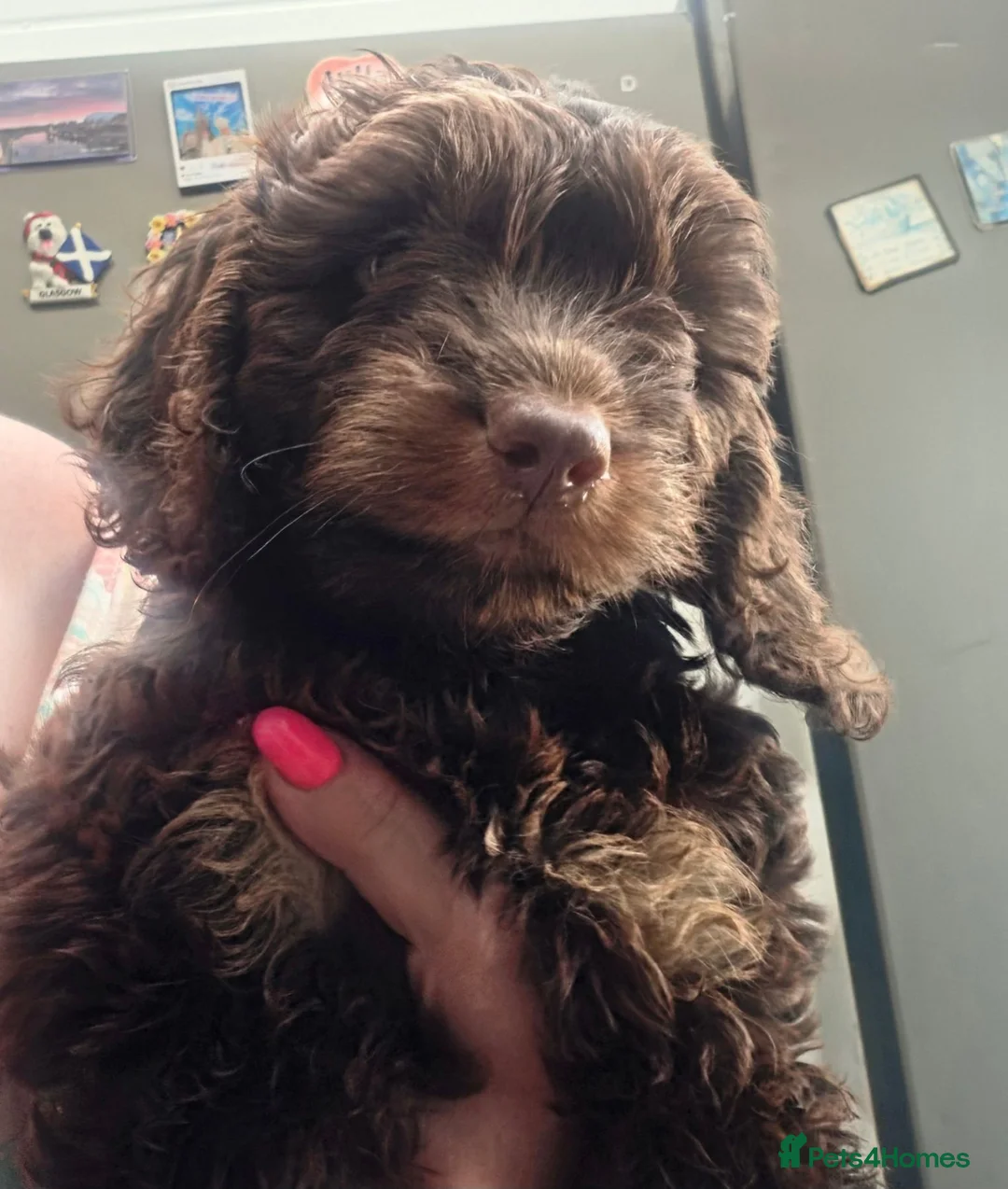 Cockapoo dogs for sale: Stunning F1 Cockapoo female  - Advert 1