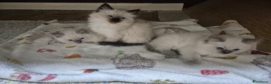Ragdoll Kitten 1