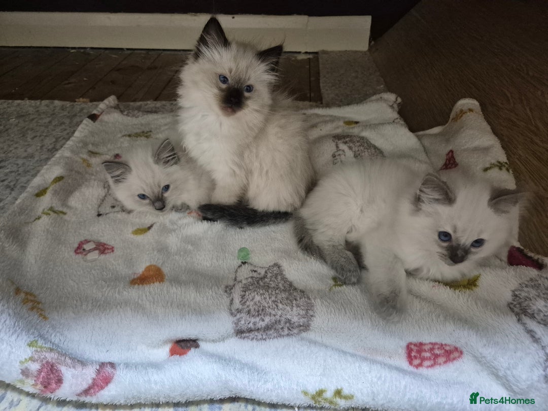 Ragdoll cats for sale: Pure ragdoll male kitten - Advert 2