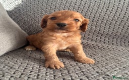 Cockapoo dogs for sale: F1 Cockapoo puppies  - Image 3