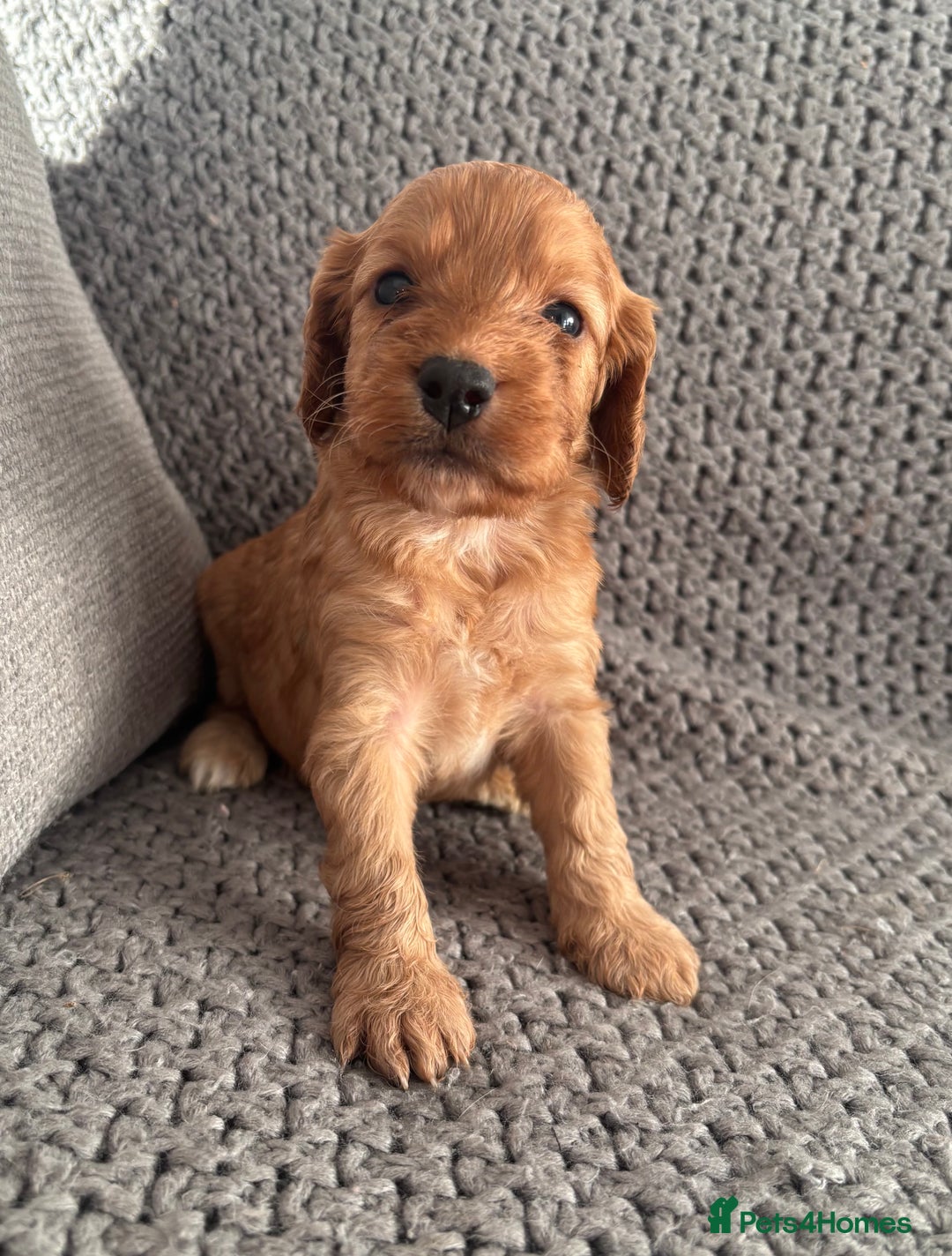 Cockapoo dogs for sale: F1 Cockapoo puppies  - Image 3