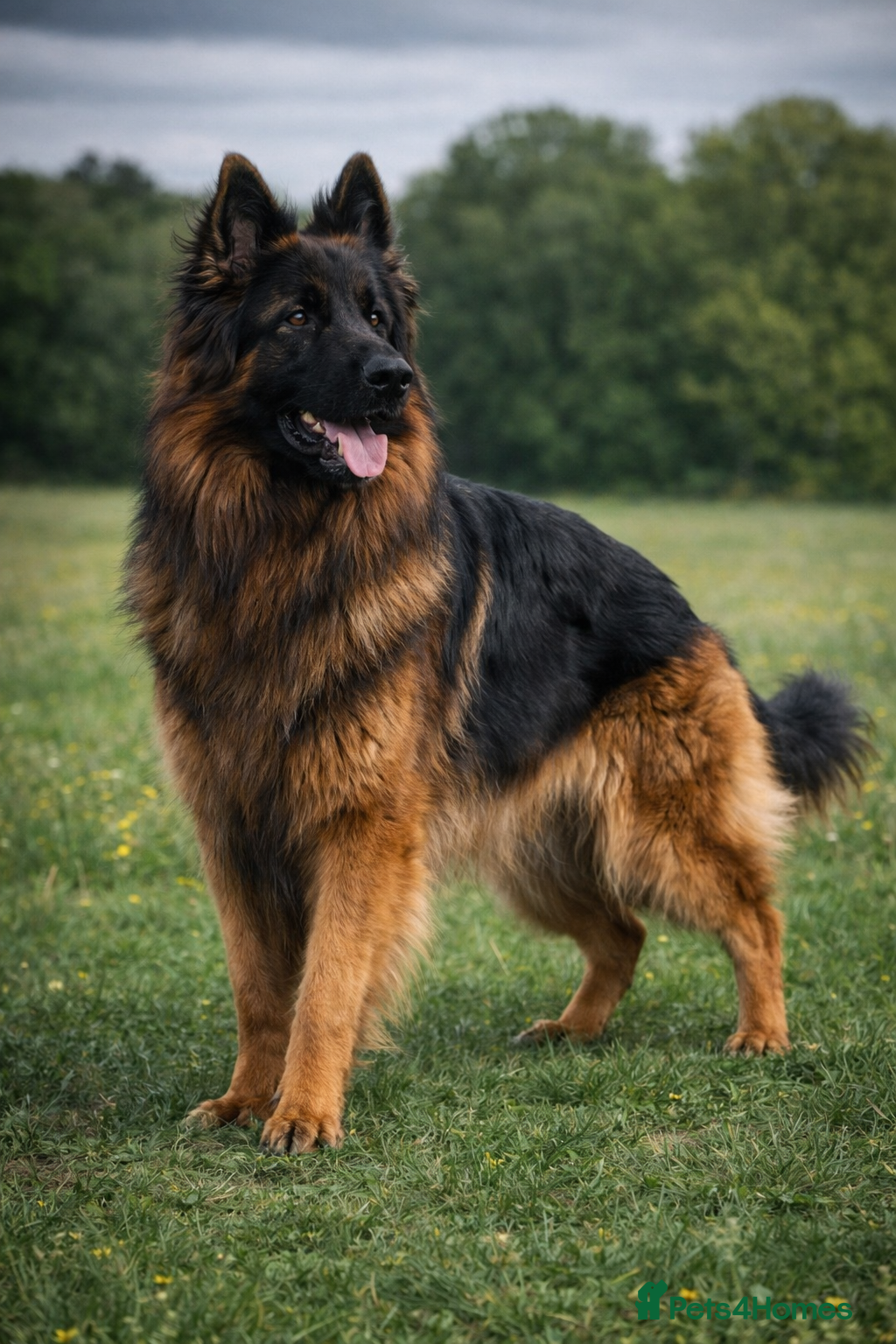 German Shepherd dogs KC REG FULLY HEALTH TESTED German Shepherd Stud in Macclesfield - Advert 18