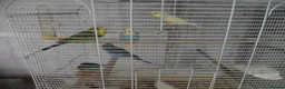 Budgerigars birds for sale: BEAUTIFUL BABY BUDGIES - Advert 2