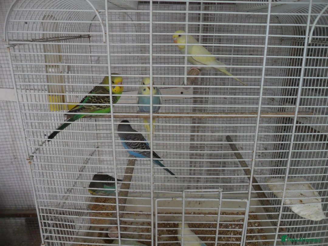 Budgerigars birds for sale: BEAUTIFUL BABY BUDGIES - Advert 2