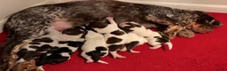 Cocker Spaniel dogs for sale: KC Registered Show Type Cocker Spaniel DNA Tested - Advert 4