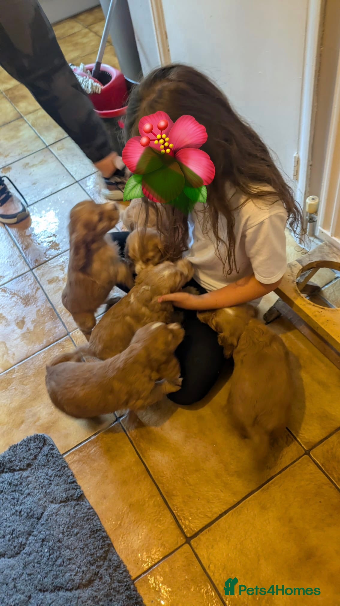 Mixed Breed dogs for sale: Adorable Family Raised Puppies Looking for Homes - Advert 2
