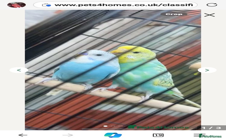 Budgerigars birds - Advert 13