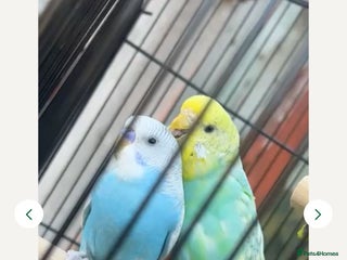 Budgerigars birds - Advert 18