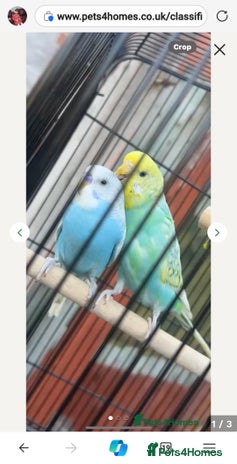 Budgerigars birds - Advert 2