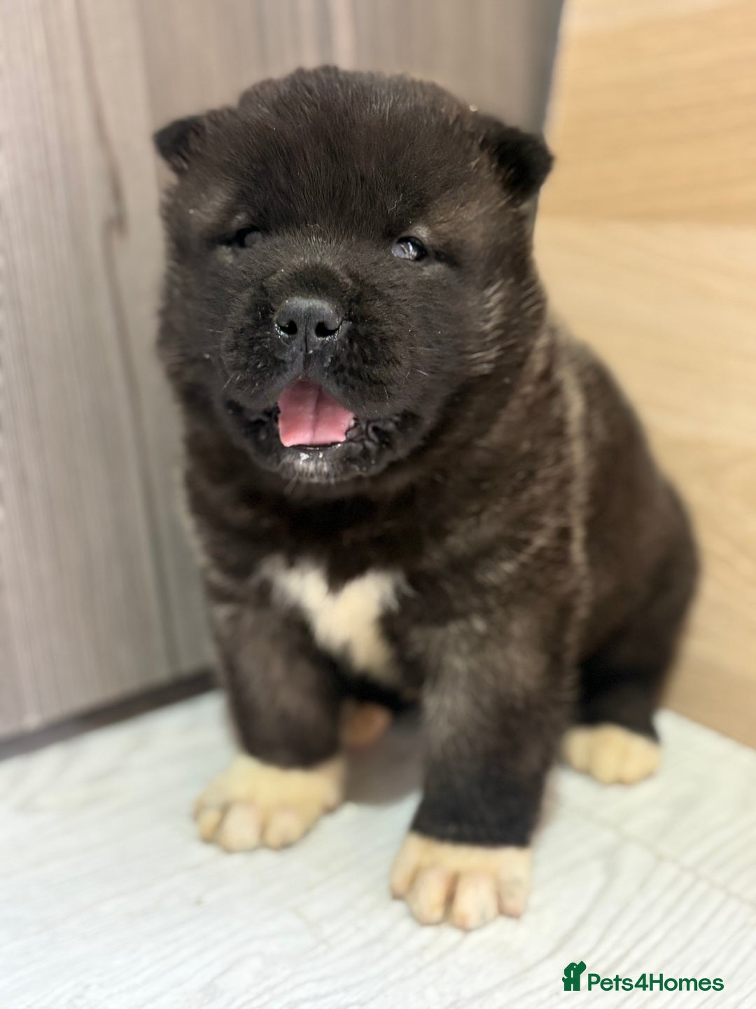 Akita dogs for sale: Beautiful KC Registered American Akita Puppies - Advert 3