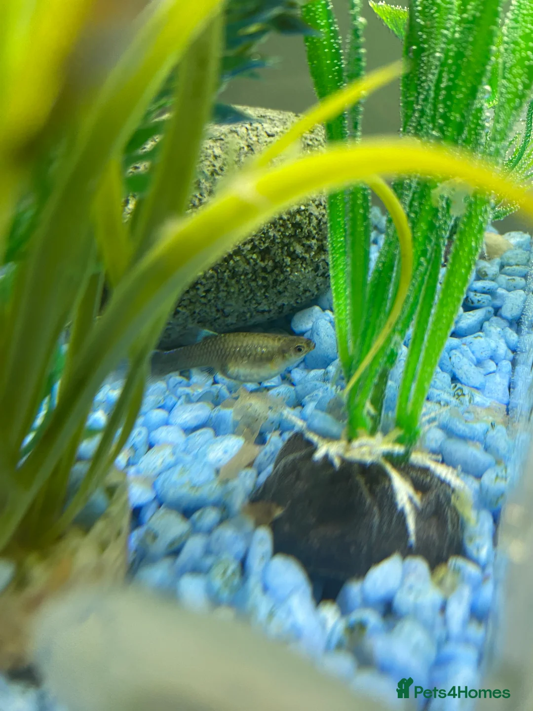 Mollies fish for sale: Small litter of Guppies - Advert 10