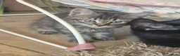 Mixed Breed cats for sale: Long hair tabby/main coon  - Advert 5
