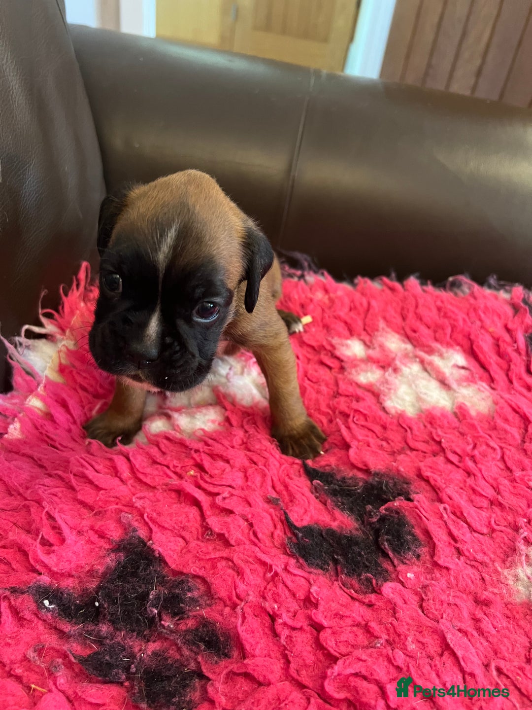 Boxer dogs for sale: Boxer puppies from Health Tested Parents  - Image 10