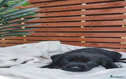 Labrador Retriever dogs for sale: KC Registered Black and Chocolate Labradors - Image 17