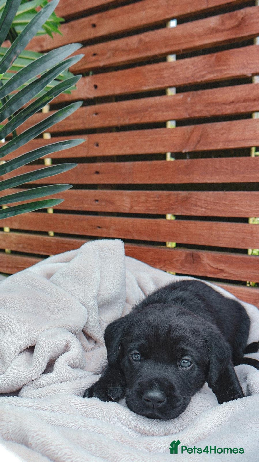 Labrador Retriever dogs for sale: KC Registered Black and Chocolate Labradors - Image 17