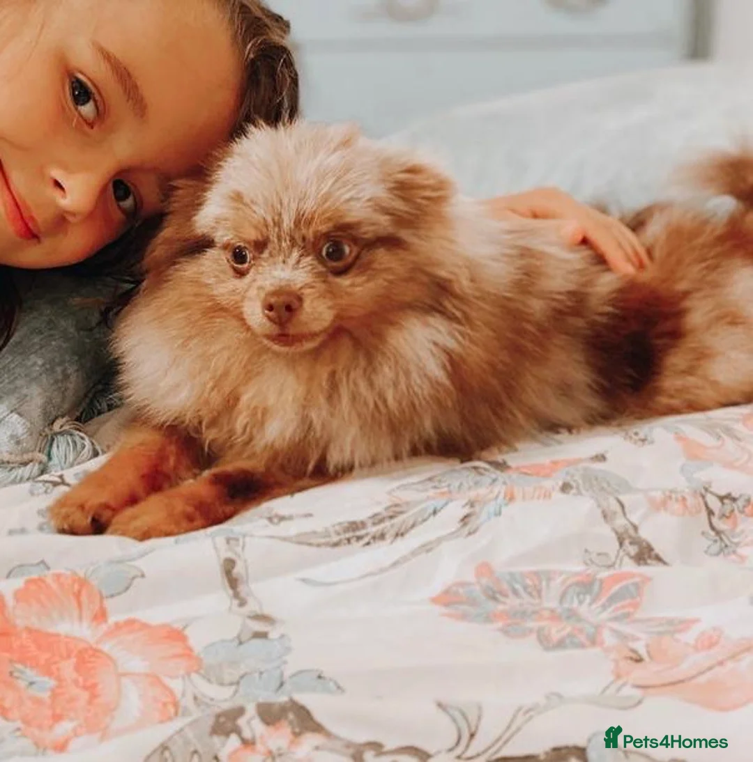 Pomeranian dogs for stud: STUD Chocolate and Tan Merle Blue Eyes Puppy Size in Guildford - Advert 12