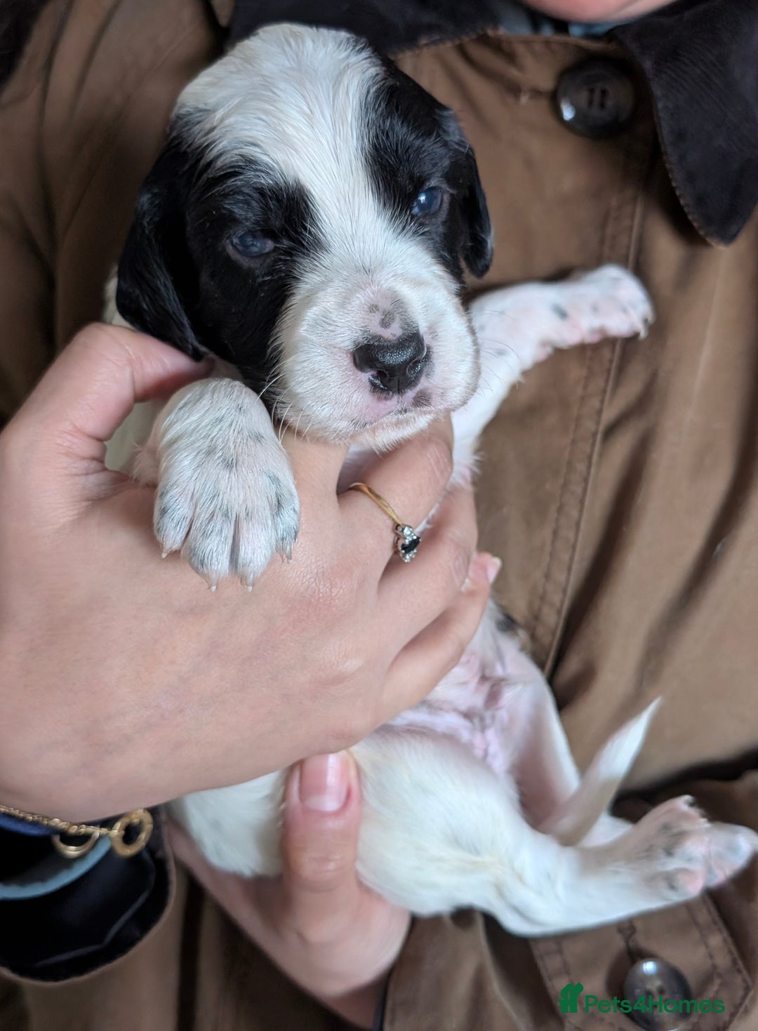 English Setter dogs for sale: English setters - Advert 7