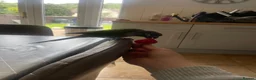 Conures birds for sale: beautiful 18 month old green cheek conure in Newport - Advert 5