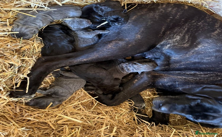 Cane Corso dogs - Advert 14