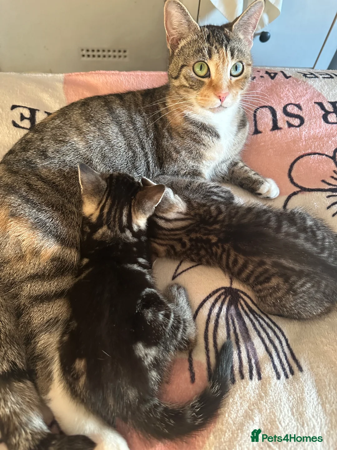 Mixed Breed cats for sale: Adorable kittens - Nyx & Nova in Basingstoke - Advert 2