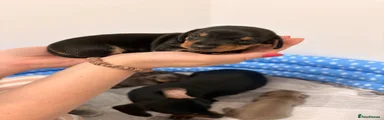 Miniature Dachshund Puppy 5