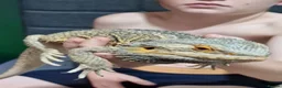 Bearded Dragon reptiles for sale: Bearded Dragon - Thunder in Telford - Advert 3