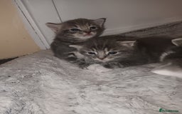 Mixed Breed cats for sale: Beautiful fluffy grey tabby kittens - Image 4