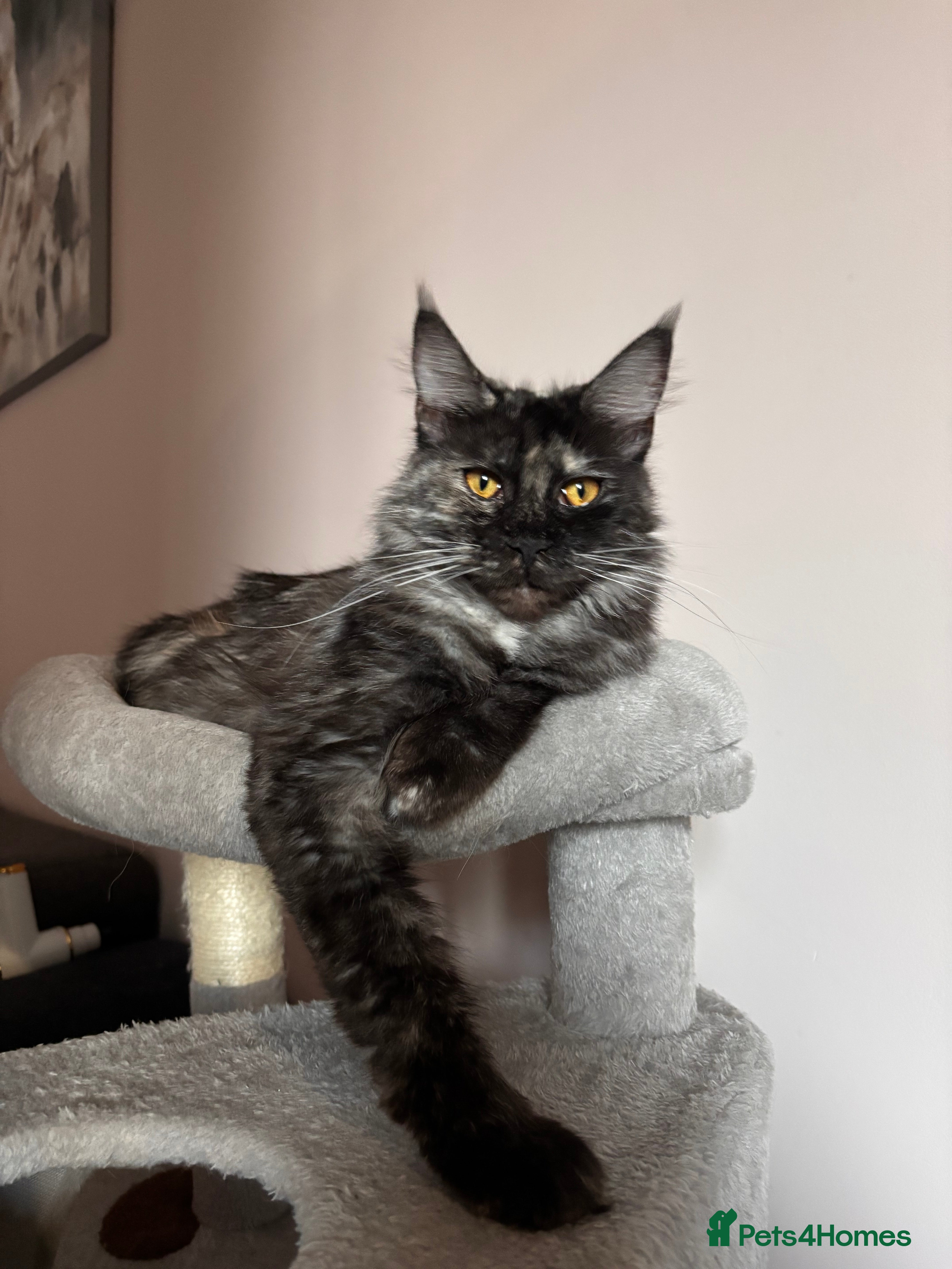 Maine Coon cats 💕GCCF Stunning Gorgeous Female For sale💕 - Advert 1