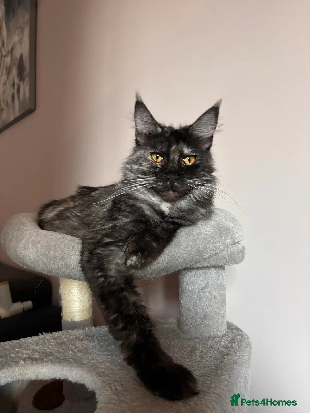 Maine Coon cats for sale: 💕GCCF Stunning Gorgeous Female For sale💕 - Advert 1