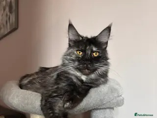 Maine Coon cats 💕GCCF Stunning Gorgeous Female For sale💕 - Advert 1