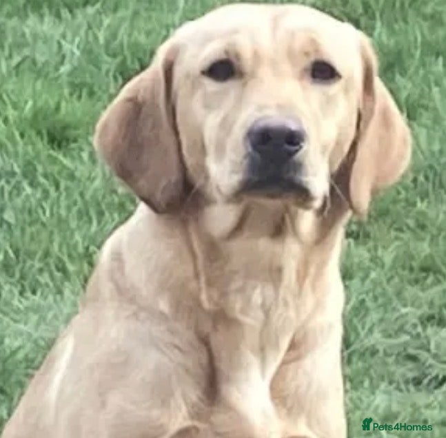 Labrador Retriever dogs Exceptional litter of working Labrador puppies - Advert 2