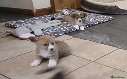 Welsh Corgi Pembroke dogs for sale: Beautiful corgis - Image 4