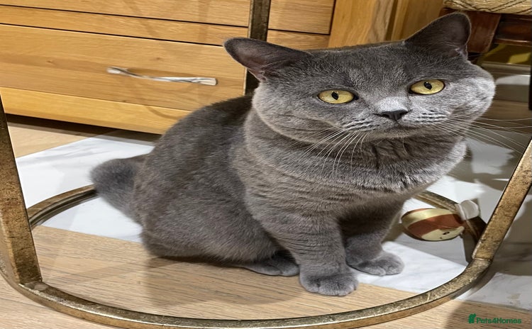 British Shorthair cats - Advert 8