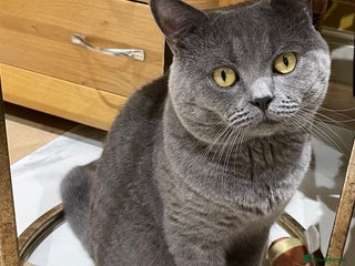 British Shorthair cats - Advert 16