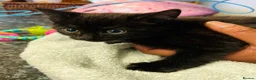 Domestic Shorthair cats for sale: Black Domesticshorthair Kitten in Gillingham - Advert 3