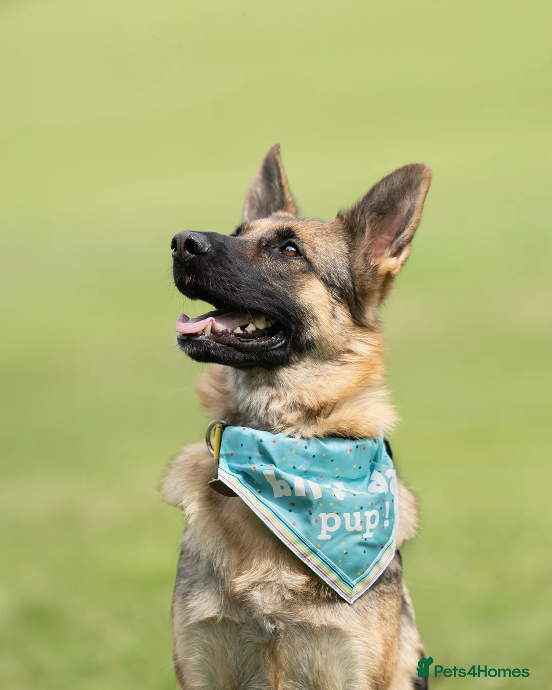 German Shepherd dogs for sale: Waiting list for German Shepherd pups due 26/03/26 in Wisbech - Advert 5