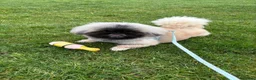 Pekingese dogs for sale: Kc sable Blk mask Pekingnese Russian lines - Advert 5