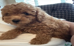 Toy Poodle dogs for sale: Gorgeous KC Toy Poodles  - Image 9
