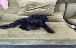 Toy Poodle dogs for sale: Toy Poodle Black - Image 2