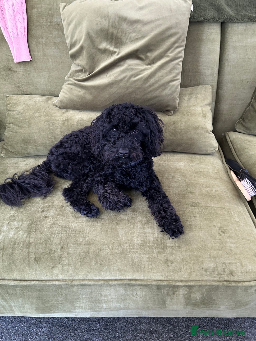 Toy Poodle dogs for sale: Toy Poodle Black - Image 2
