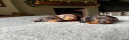 Miniature Dachshund dogs for sale: Wonderful litter of miniature dachshunds  - Advert 14