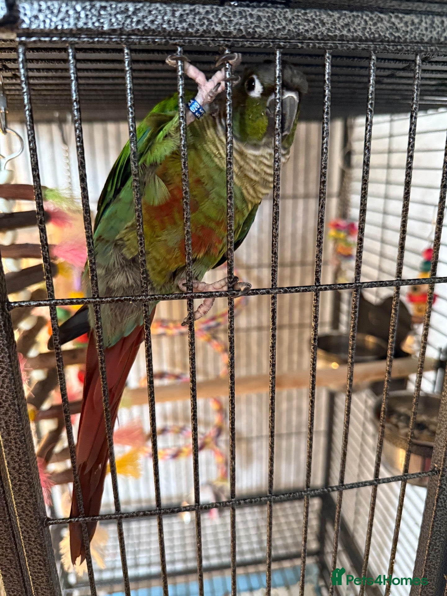 Conures birds Green cheek conure  - Advert 3